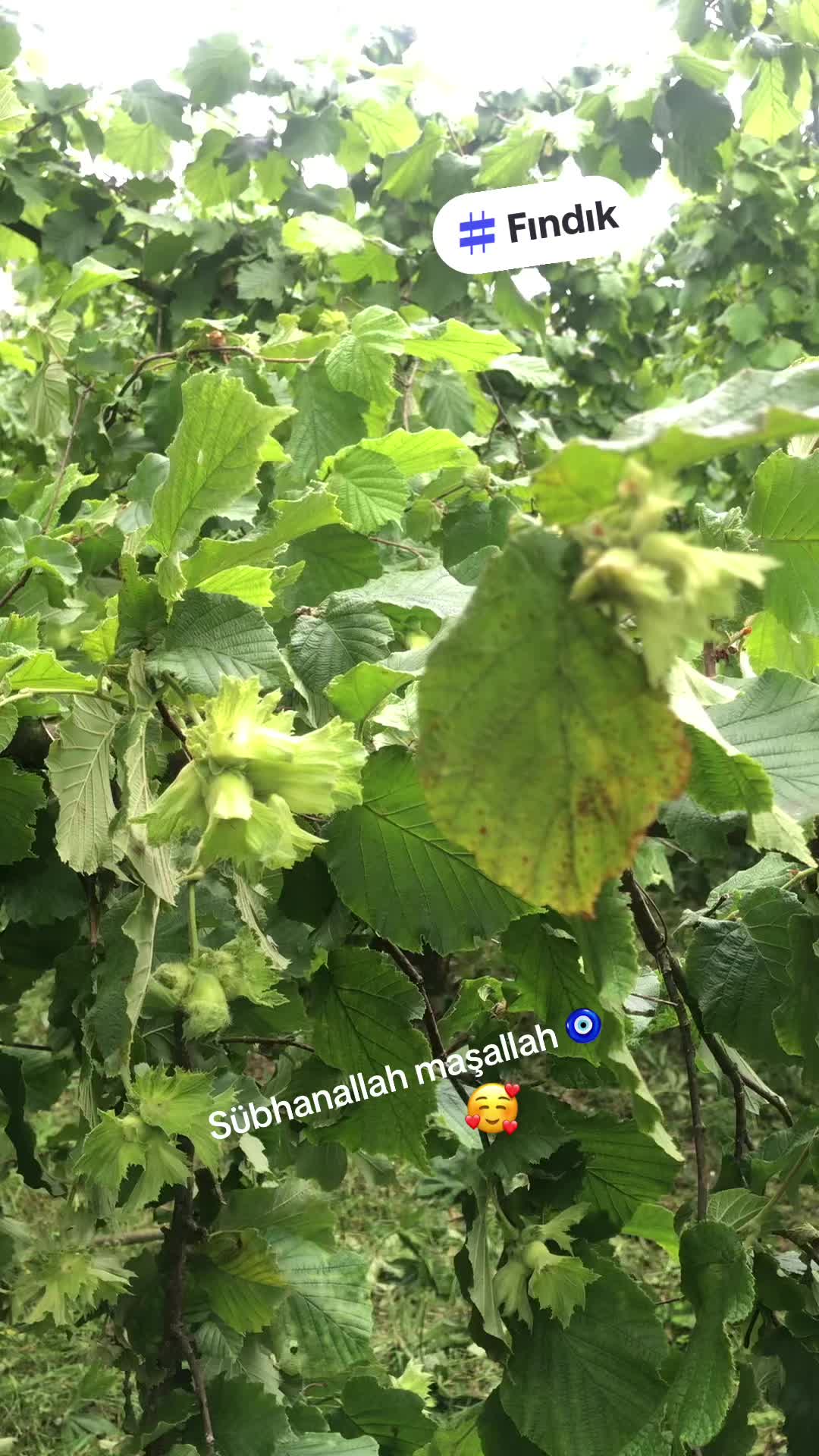 @MEHMET TAŞ
