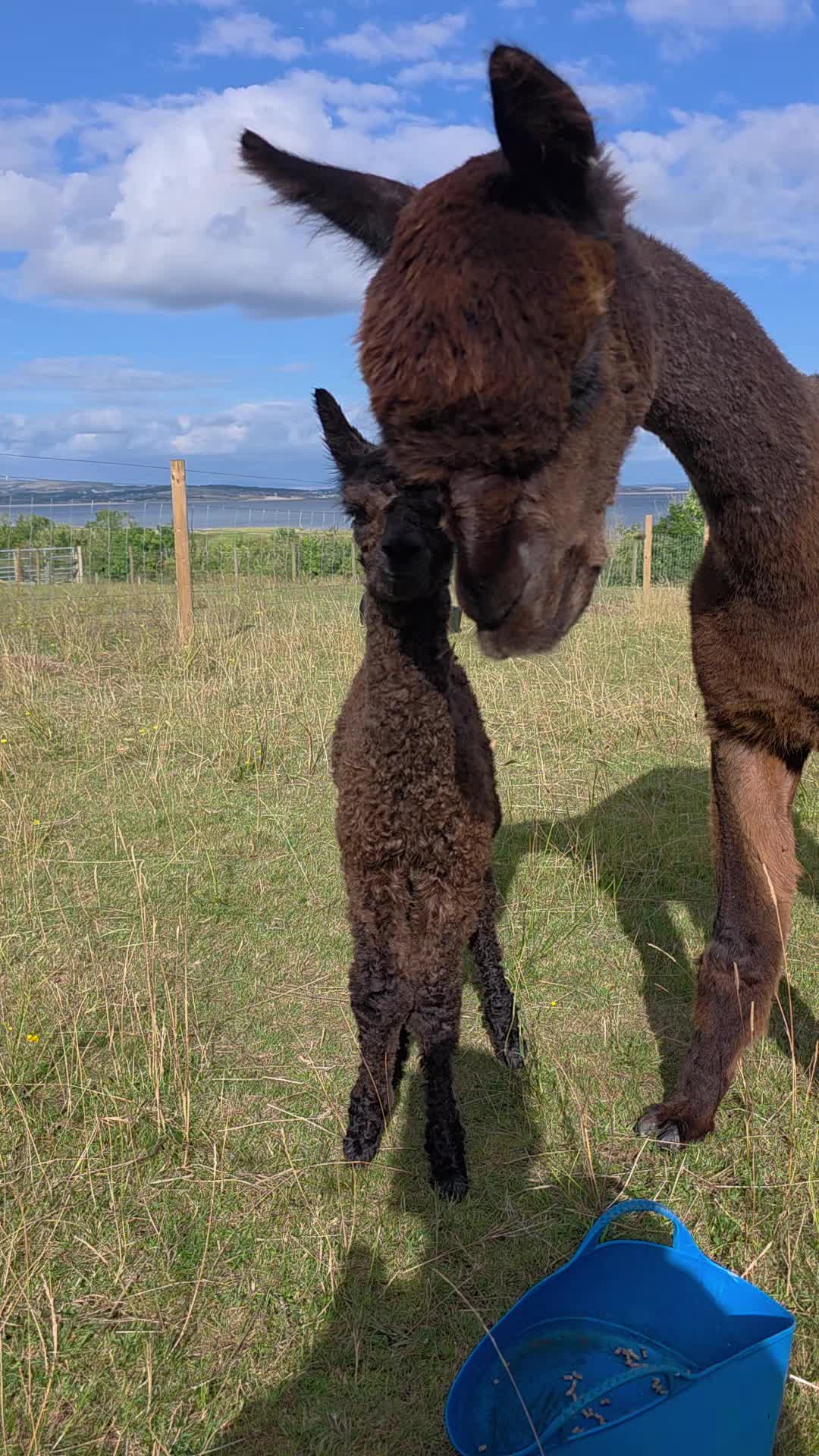 @Bardsea Alpacas and Llamas