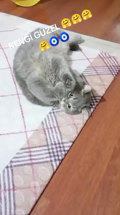 @evimizinbirtanesi