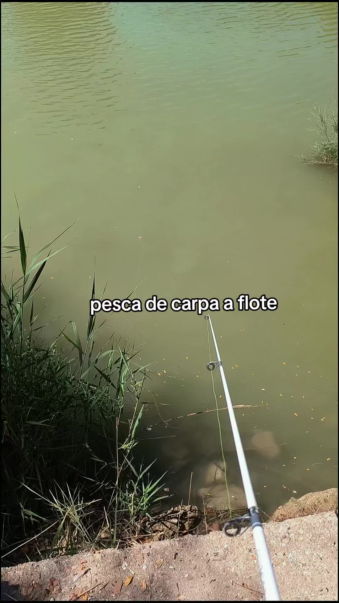 @siluros_delebro