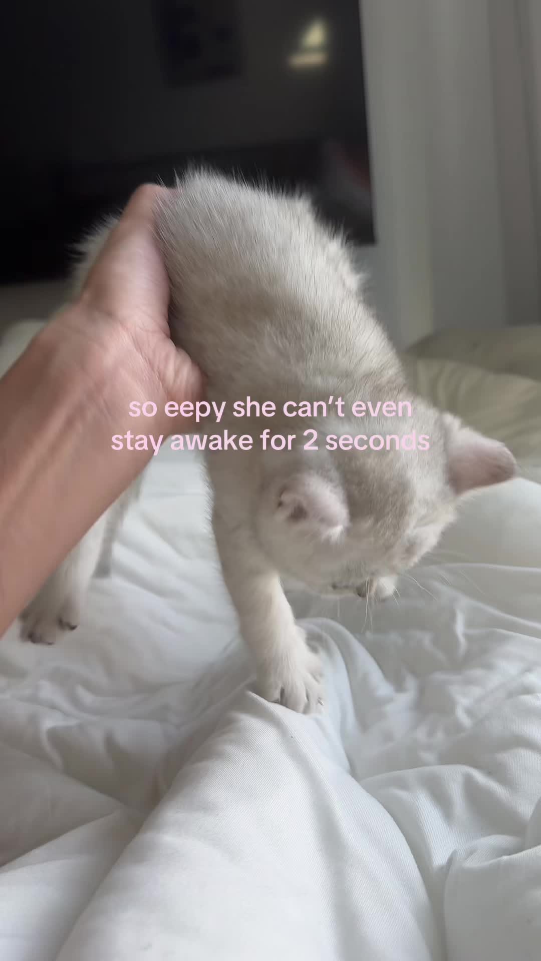 @catcore archive ©️