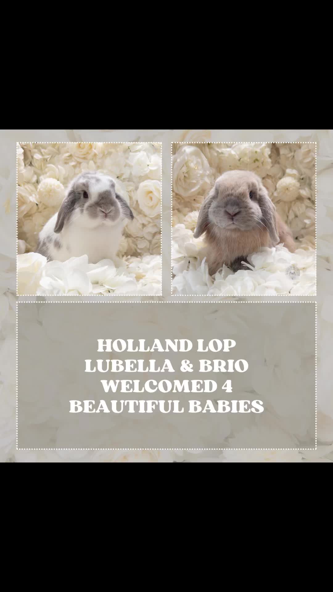 @Heartsofhollandsnyc