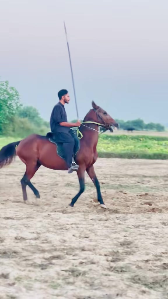@Ch Hammad bokan ♥️🐎