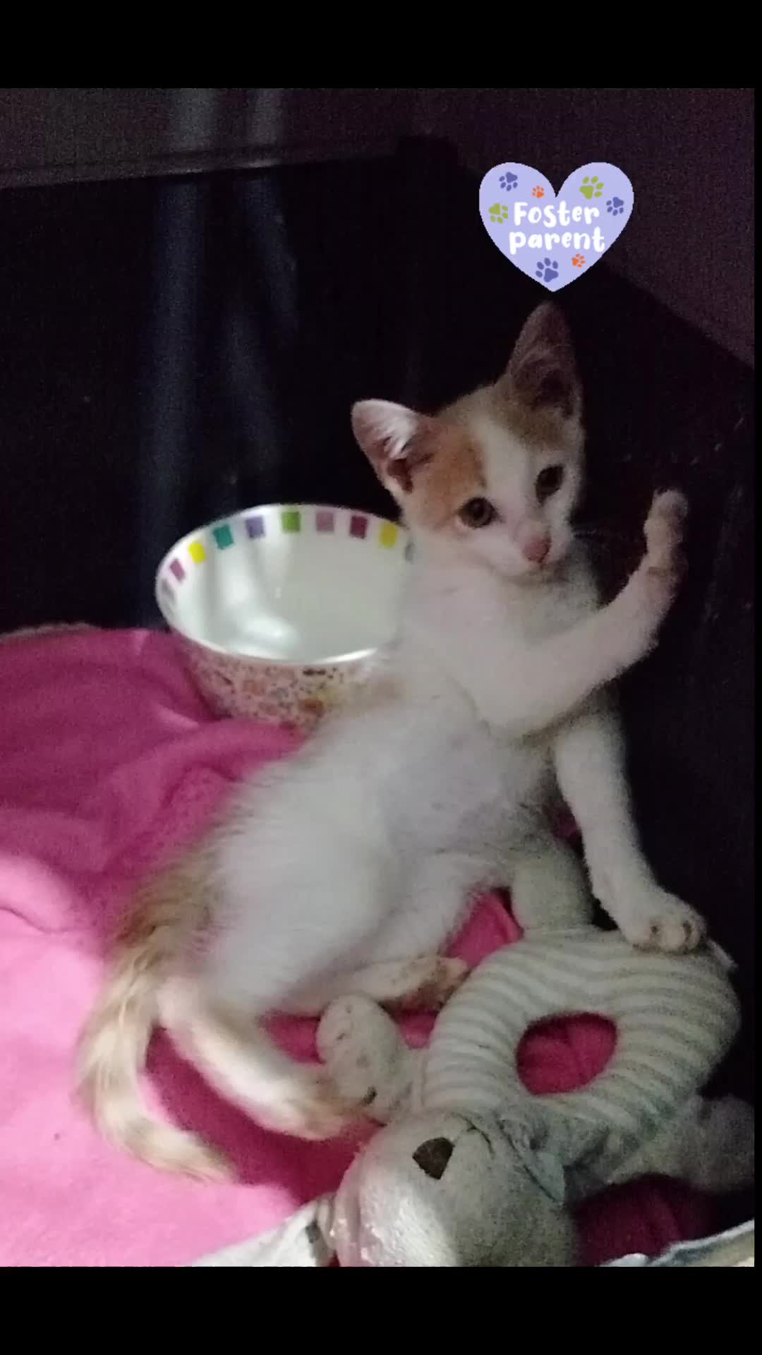 @MicroCat🐈⬛Kaya🐈⬛🩷💎