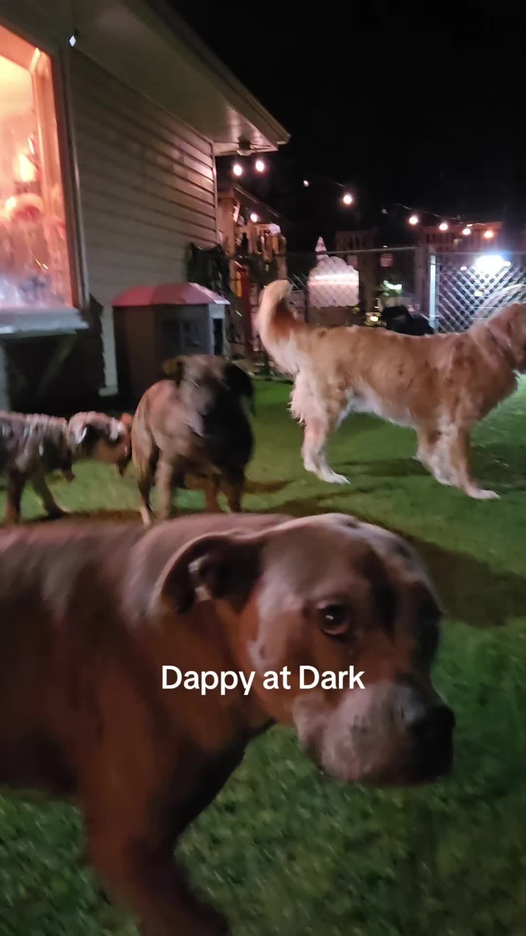 @Dappy Dayz Bark Boutique