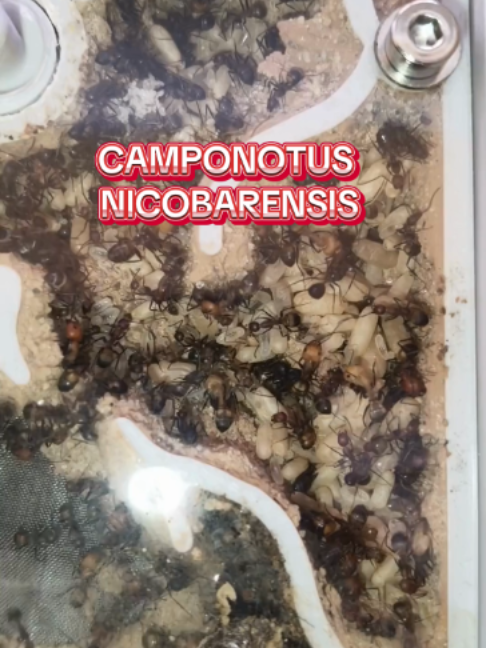 @Hormigas 2.0