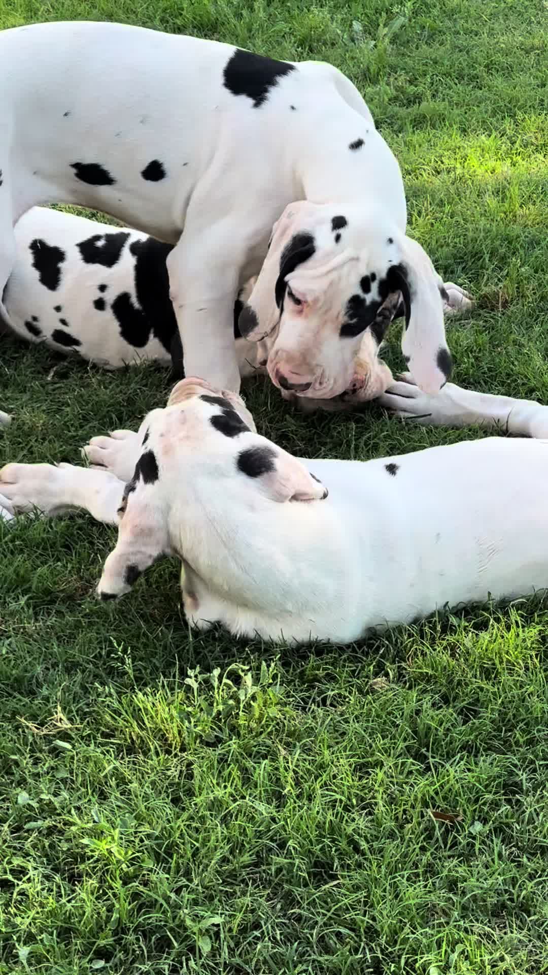@Dеlмаdоg 🐾