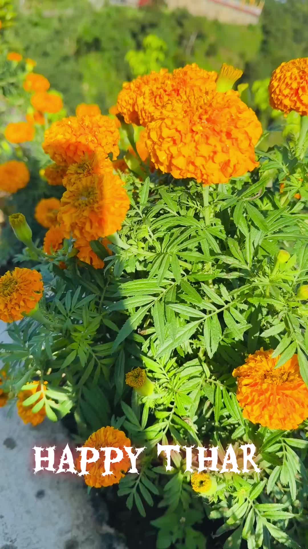 @स्वर्णकमल 🪷