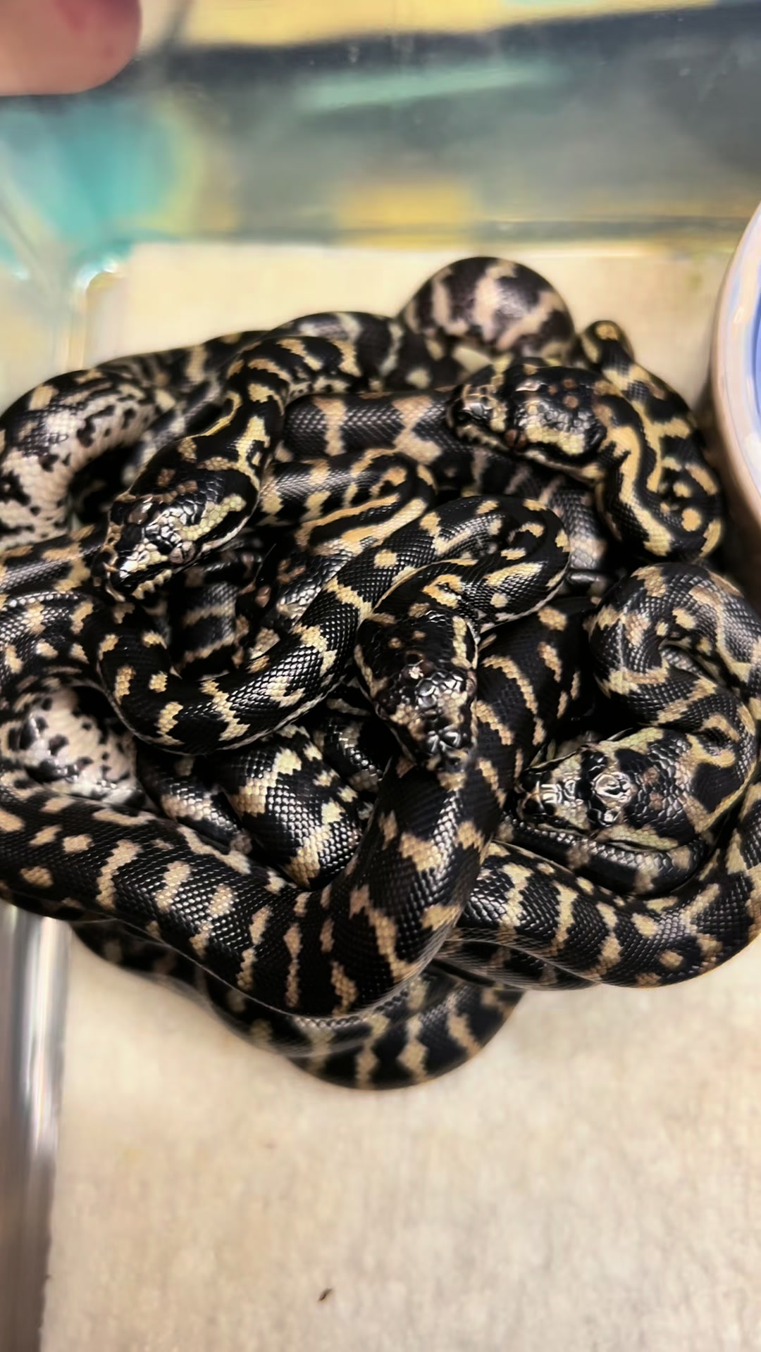@rileys_reptiles