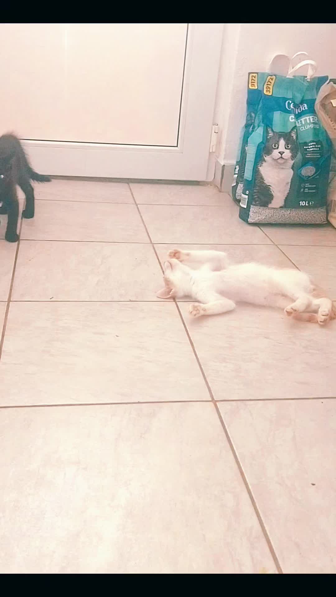 @MicroCat🐈⬛Kaya🐈⬛🩷💎
