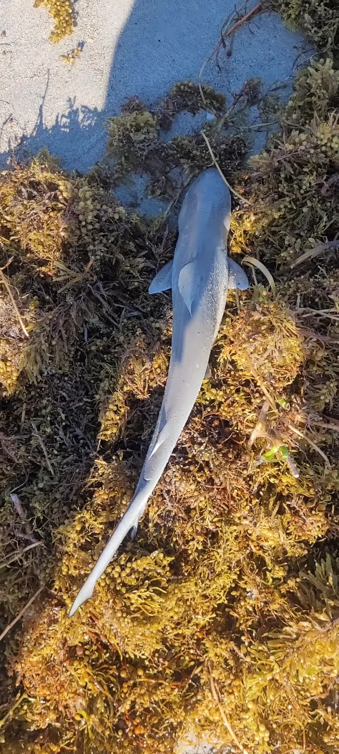 @Ghost of Space Coast Fishing