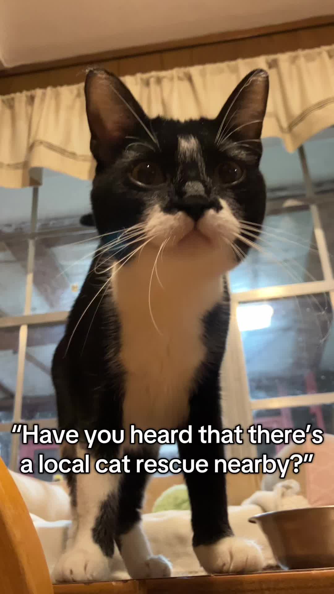@Adoptacatinc