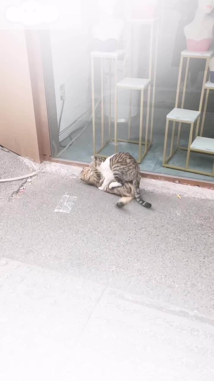 @Animals Fun