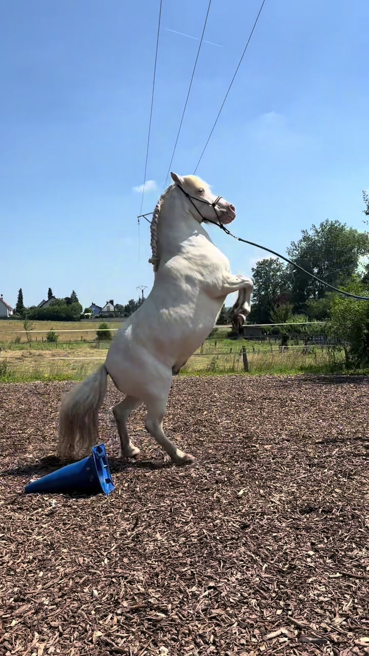 @Horse Heavenly