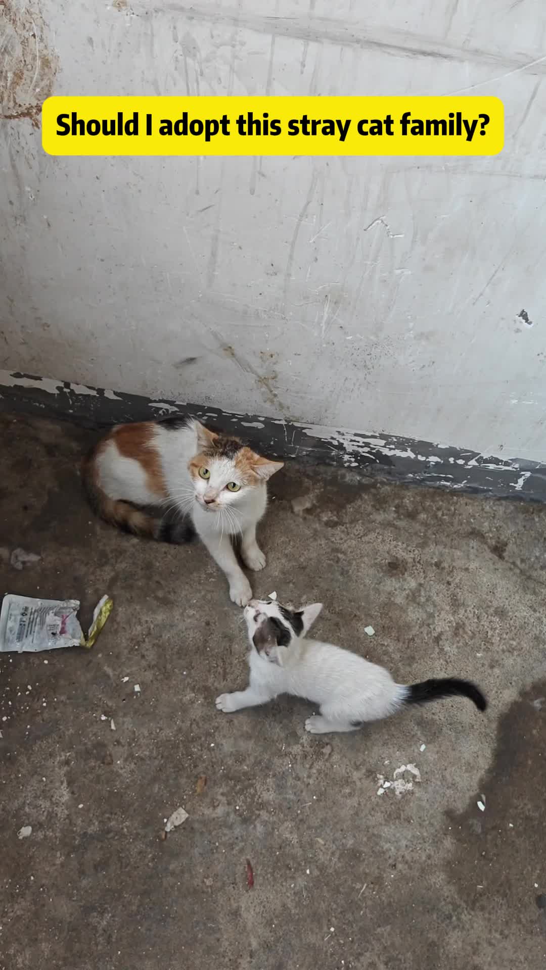 @Stray Cat Talkz