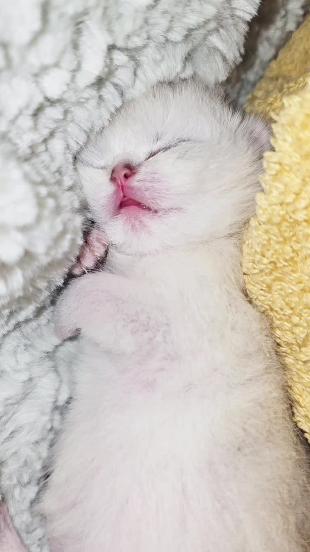 @Cat Chloe & kittens