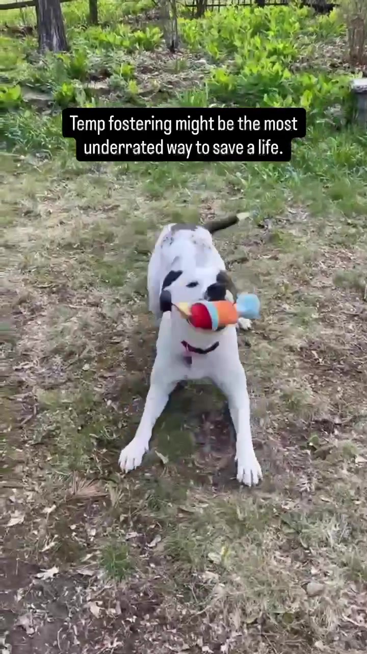 @Underdog Pet Rescue of WI
