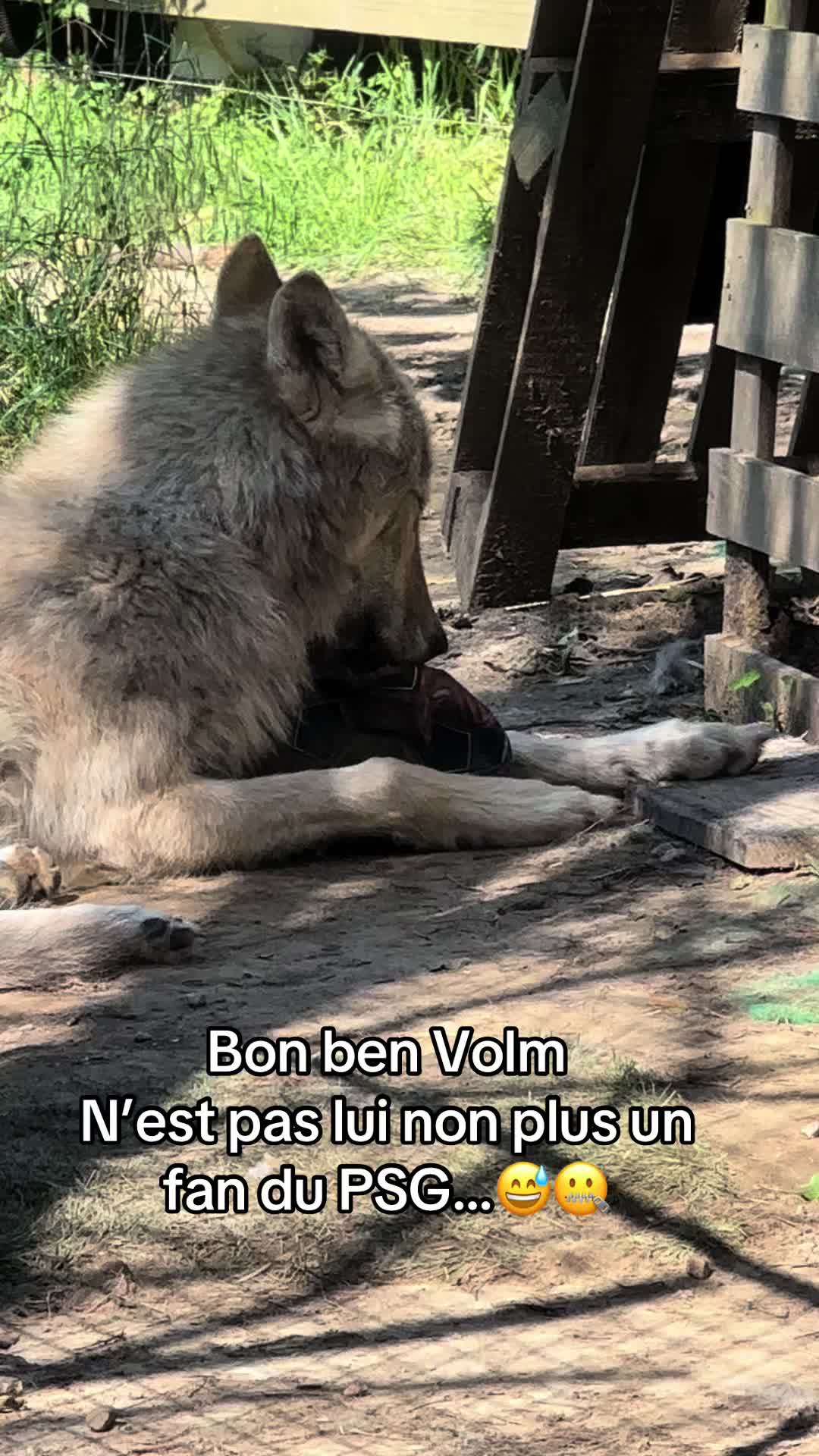 @🐺 Ragnar_et_sa_meute 🐺