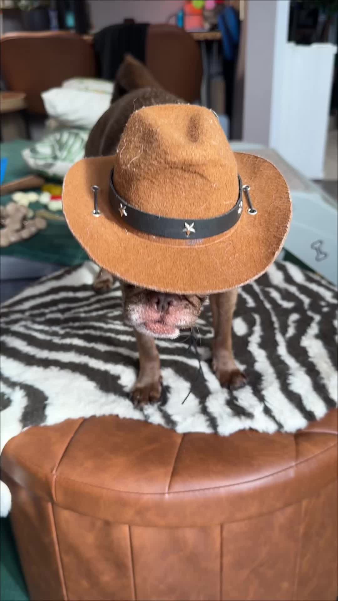 @ChilliThePug