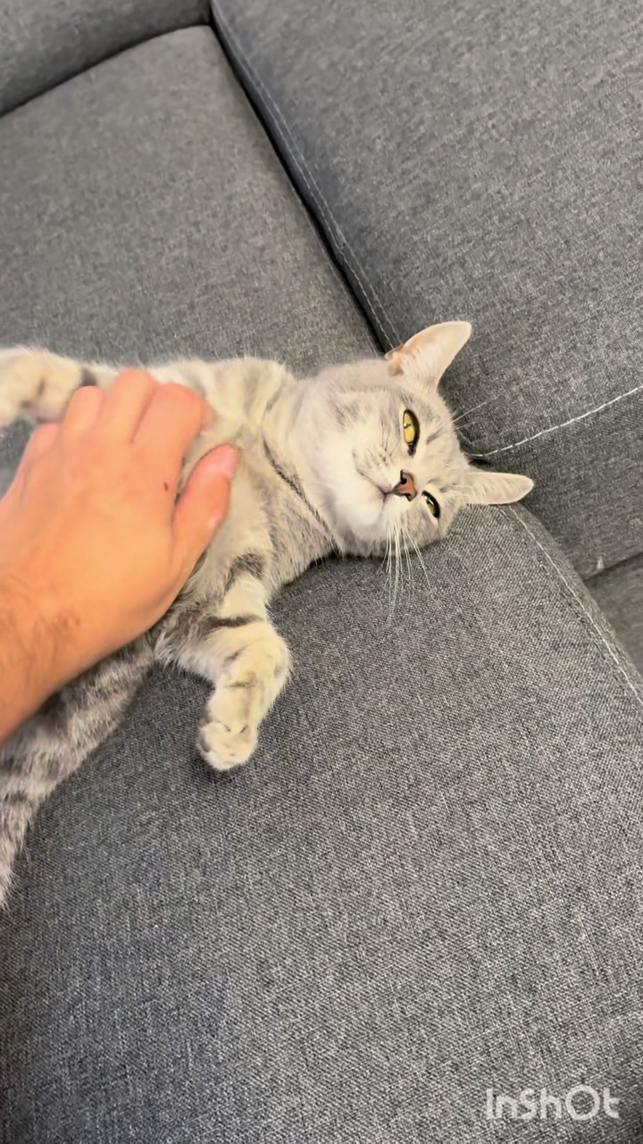 @Tivi🐺