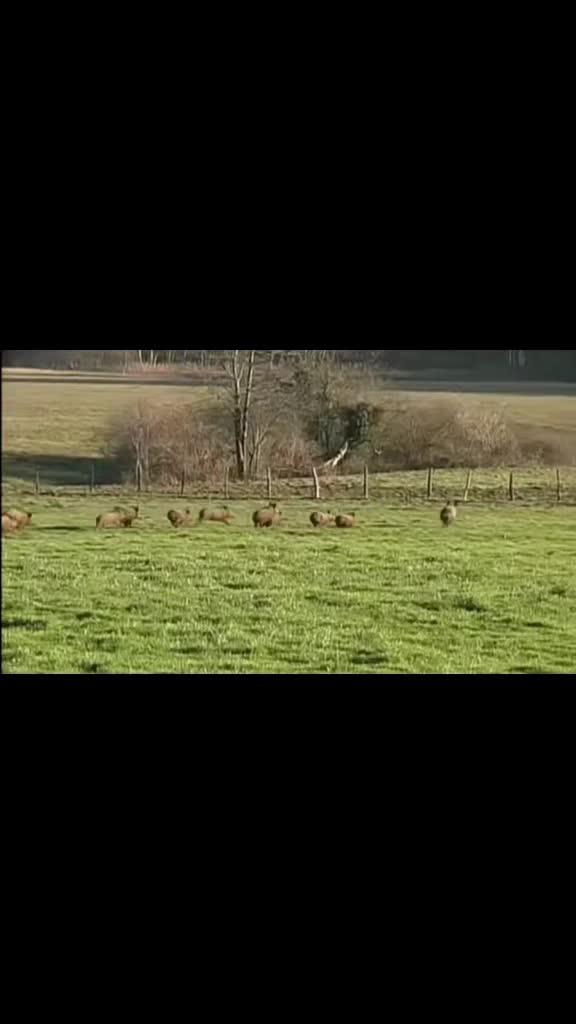 @il cinghiale di tiktok