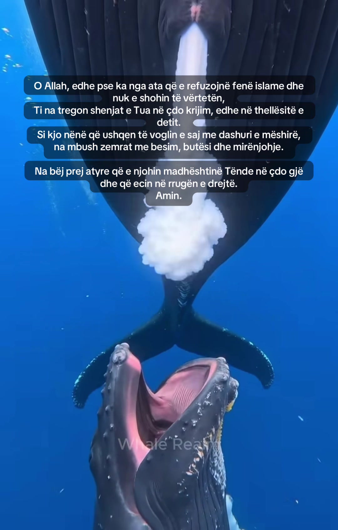 @fjaleza
