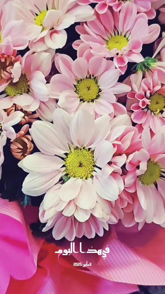 @ᎯᎷᎯᎽᎯ💚𝓐👑