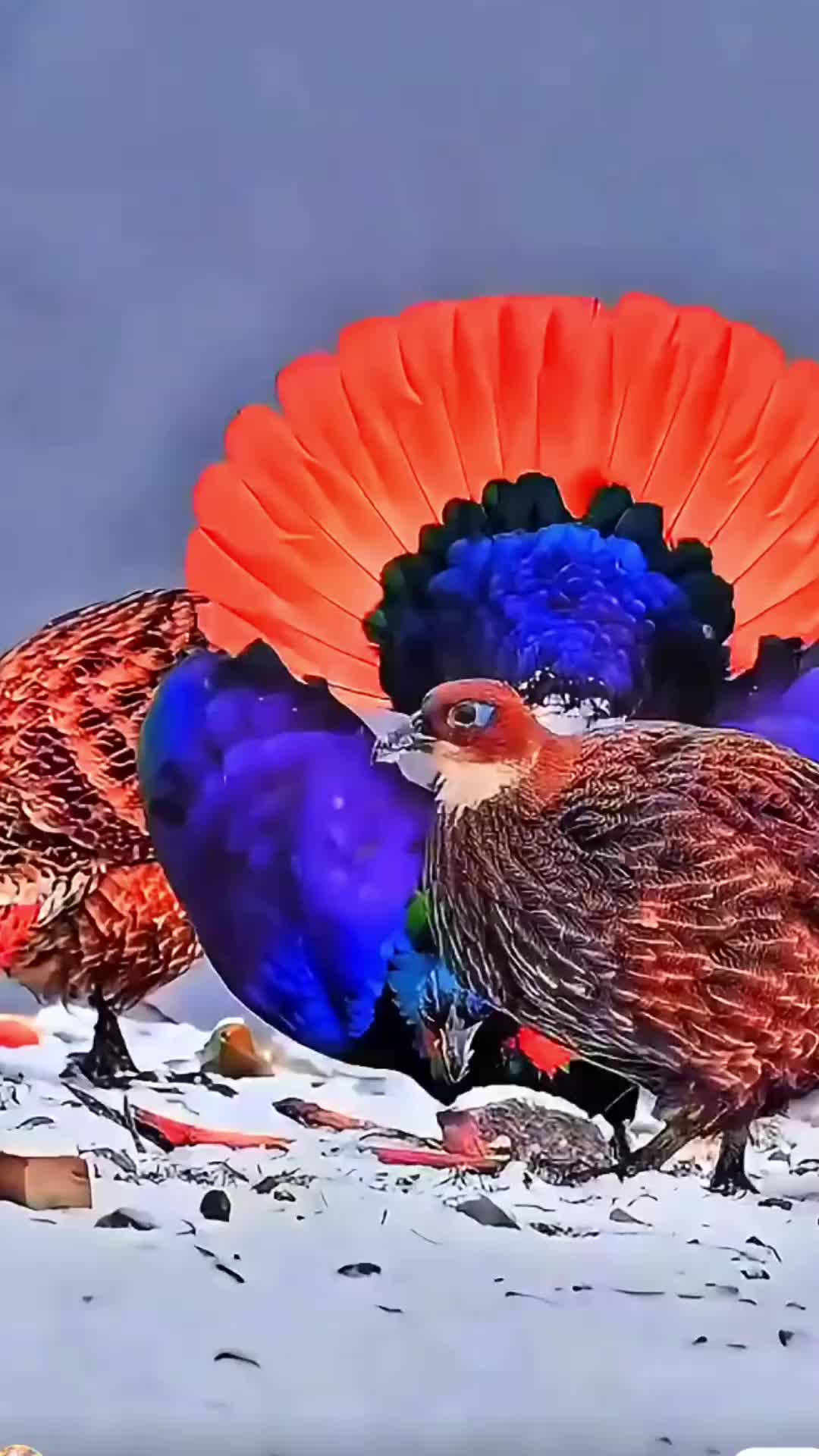 @🐈🕊Wild Life 🦜🦢