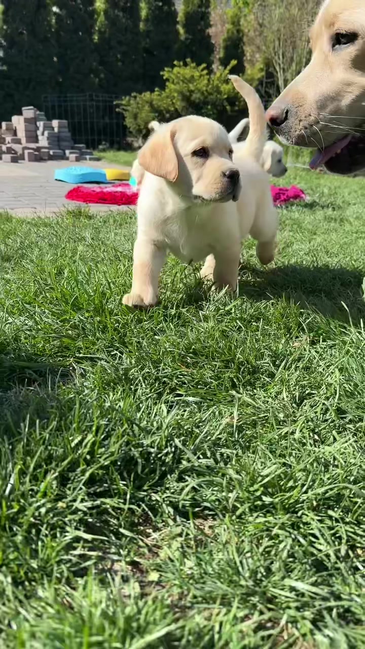 @Moonlife -Labrador Retriever