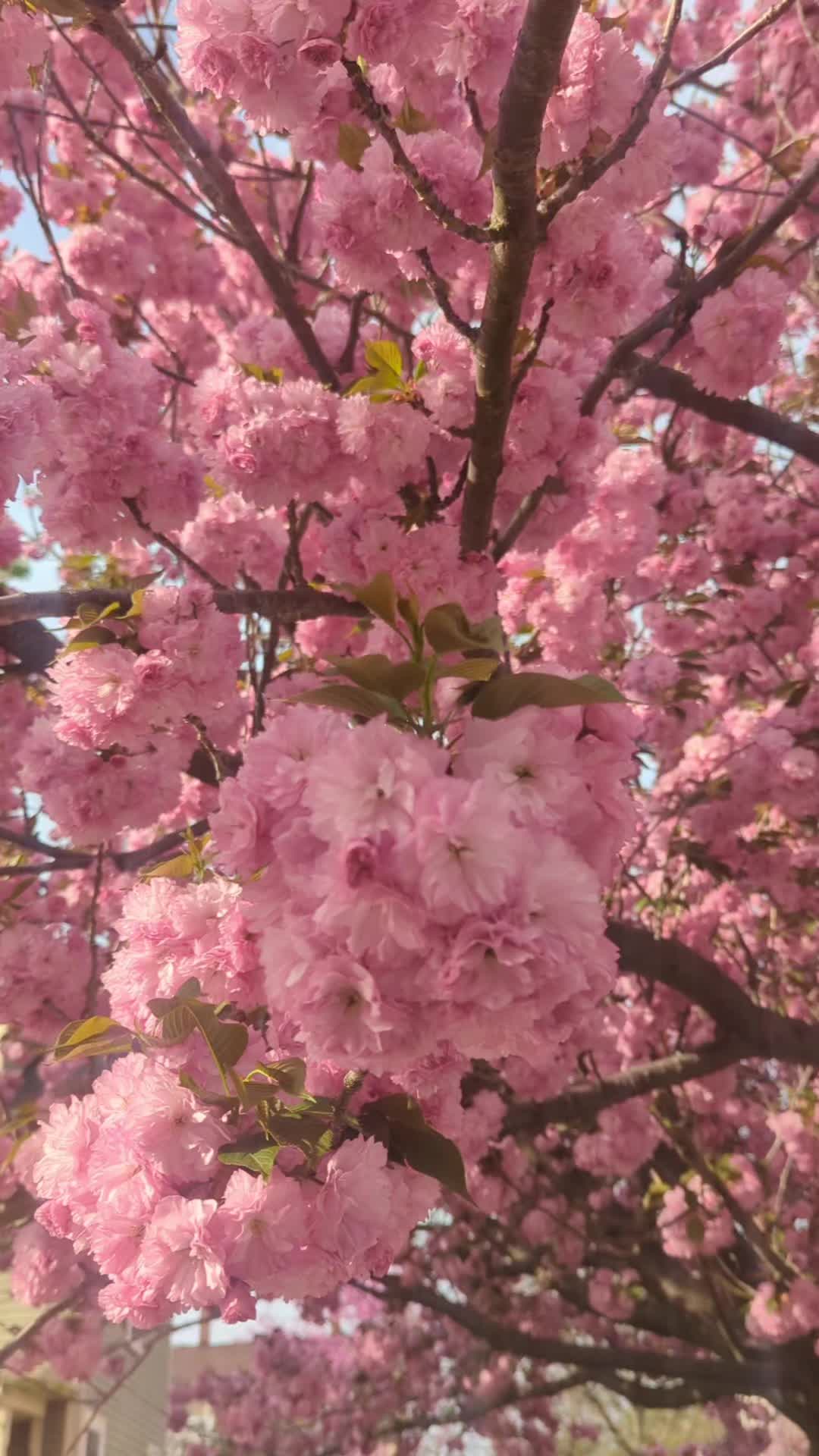 @FlowersFliss (Felicity)