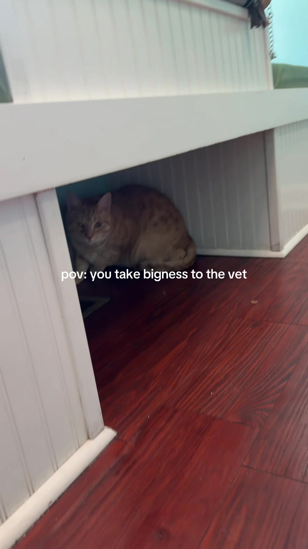@bink the big orange cat