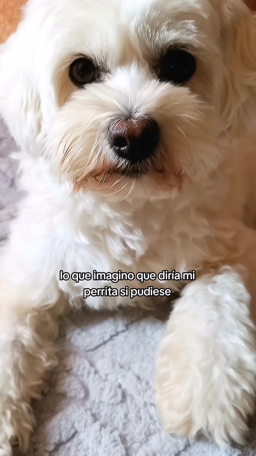 @Doki🦴🐾