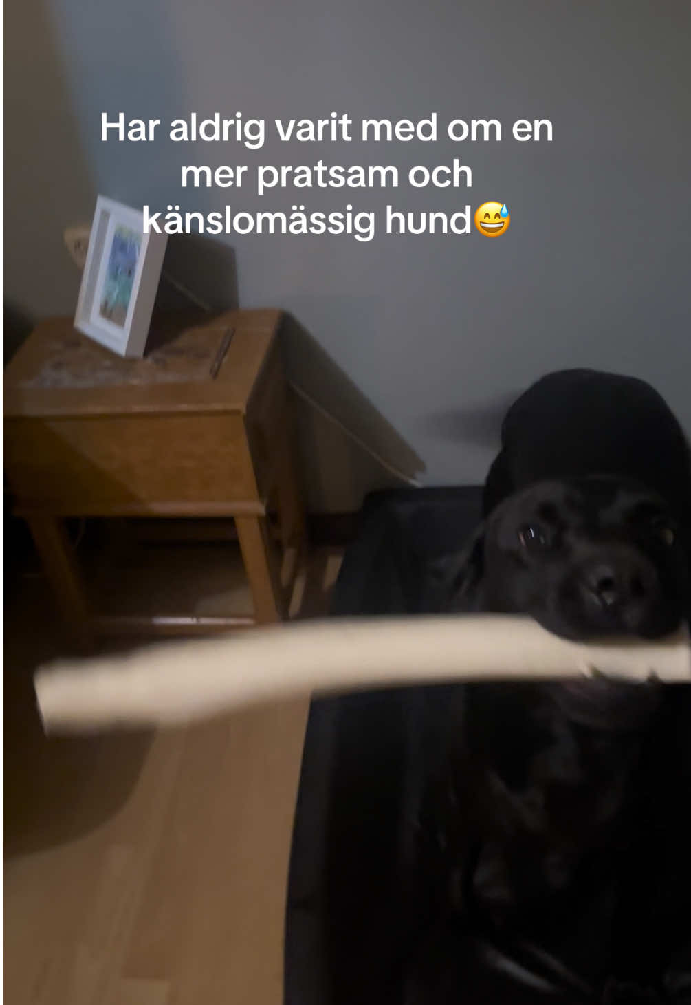 @dutch_lab_stories