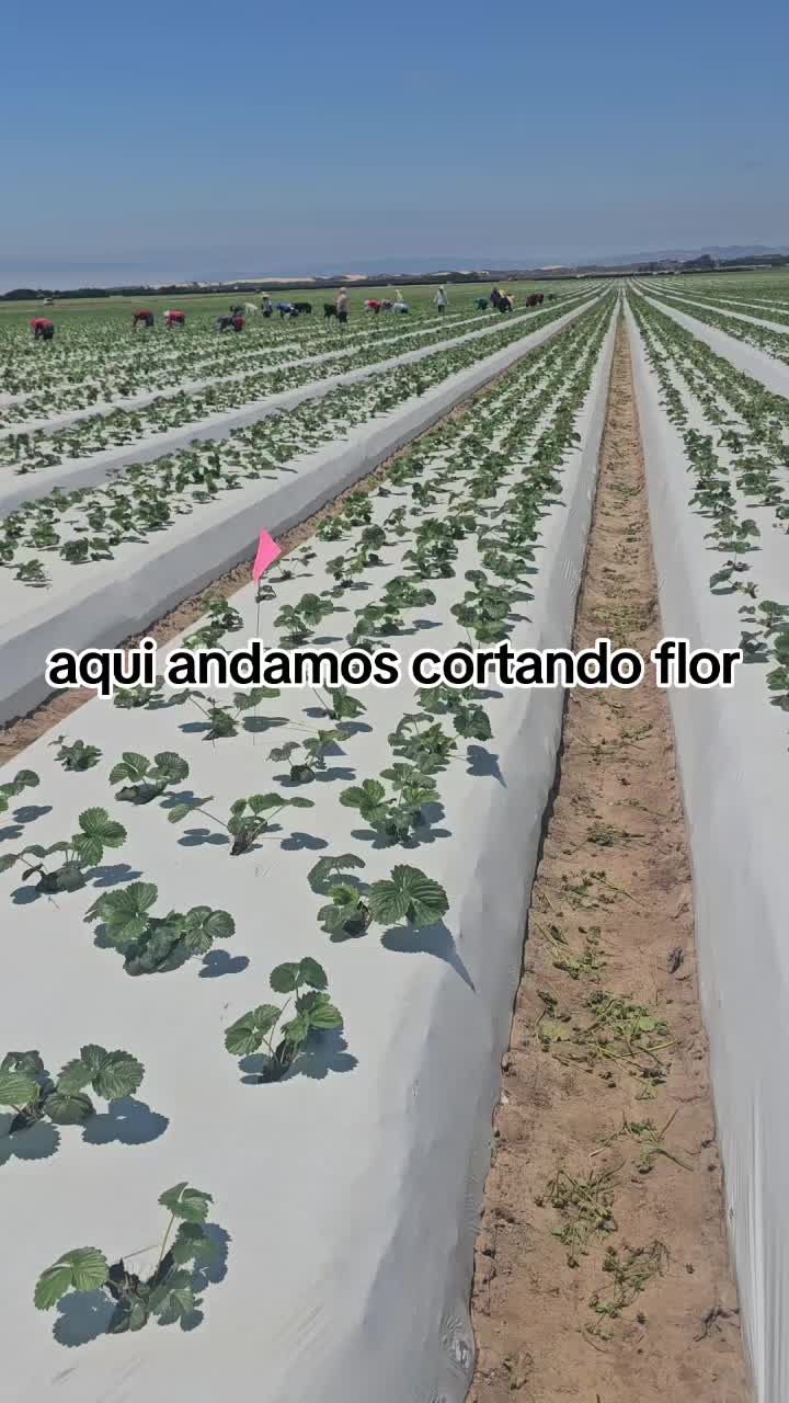 @🇲🇽🐦&zwj;⬛🪺VASQUEZ🚚🌪💎