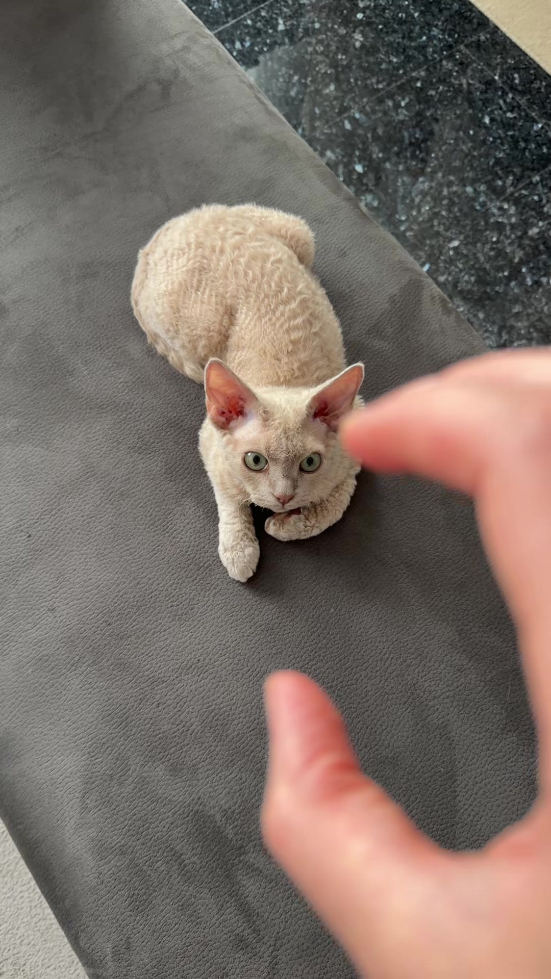 @TugbasCats