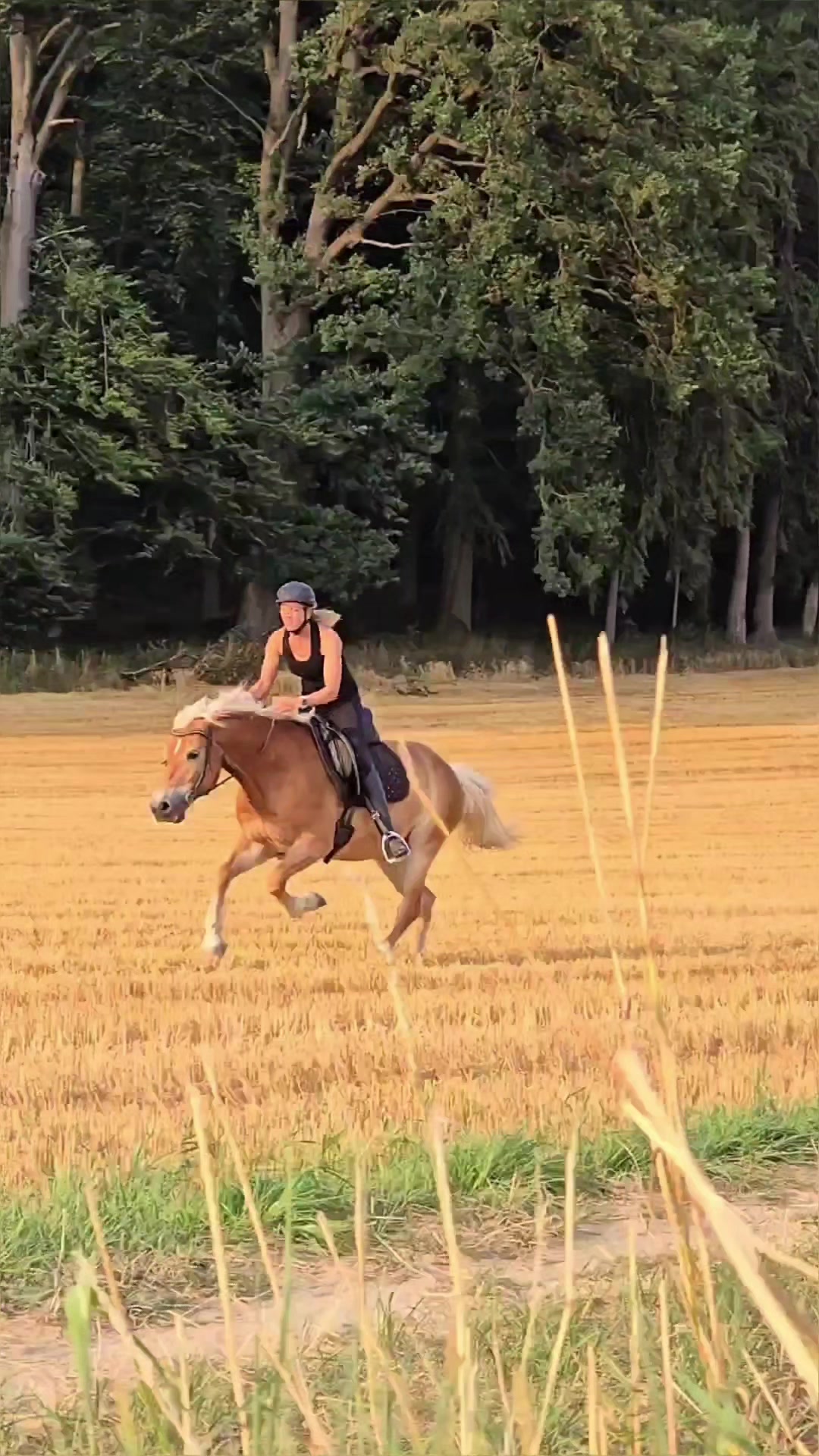 @Dreamhorse_Edelbluthaflinger