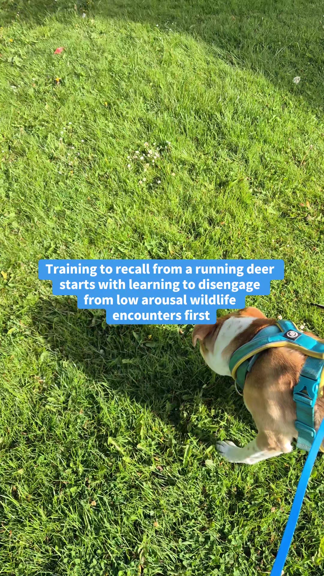 @wildlife_rescue_adventure