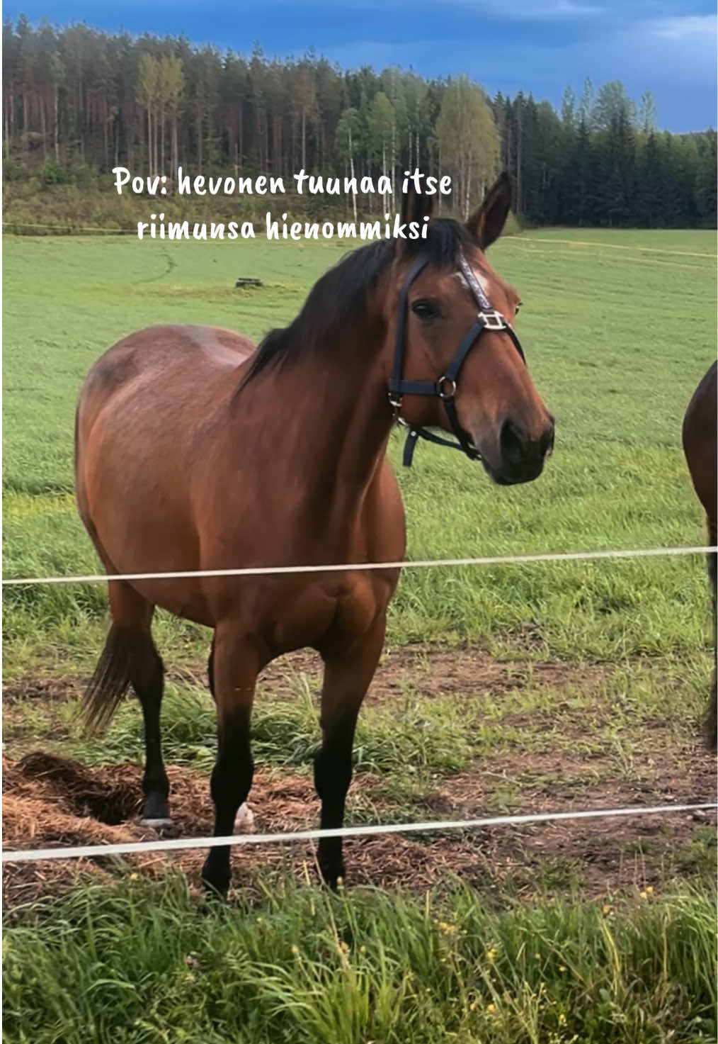 @Ponirannan talli🇫🇮🐎