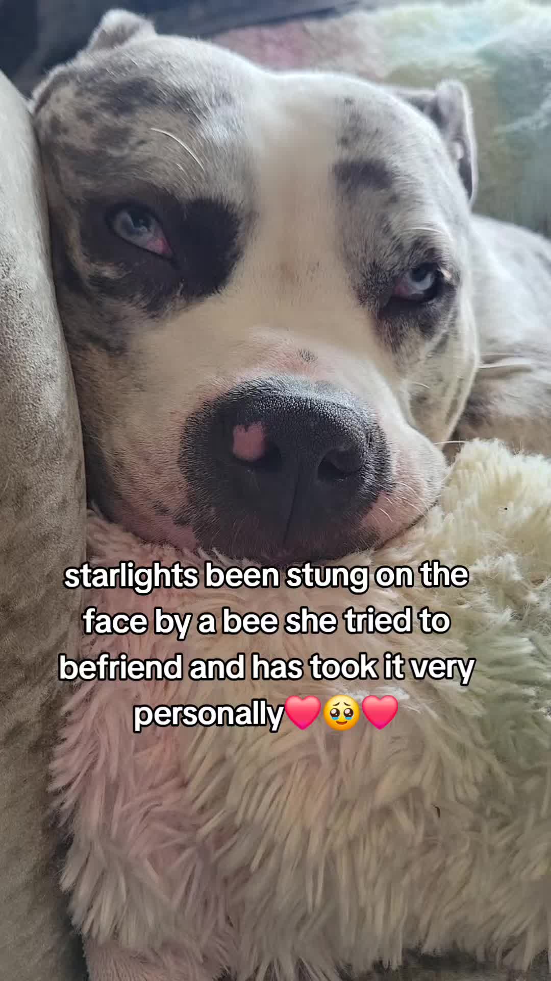 @kirsty+starlight the xl bully