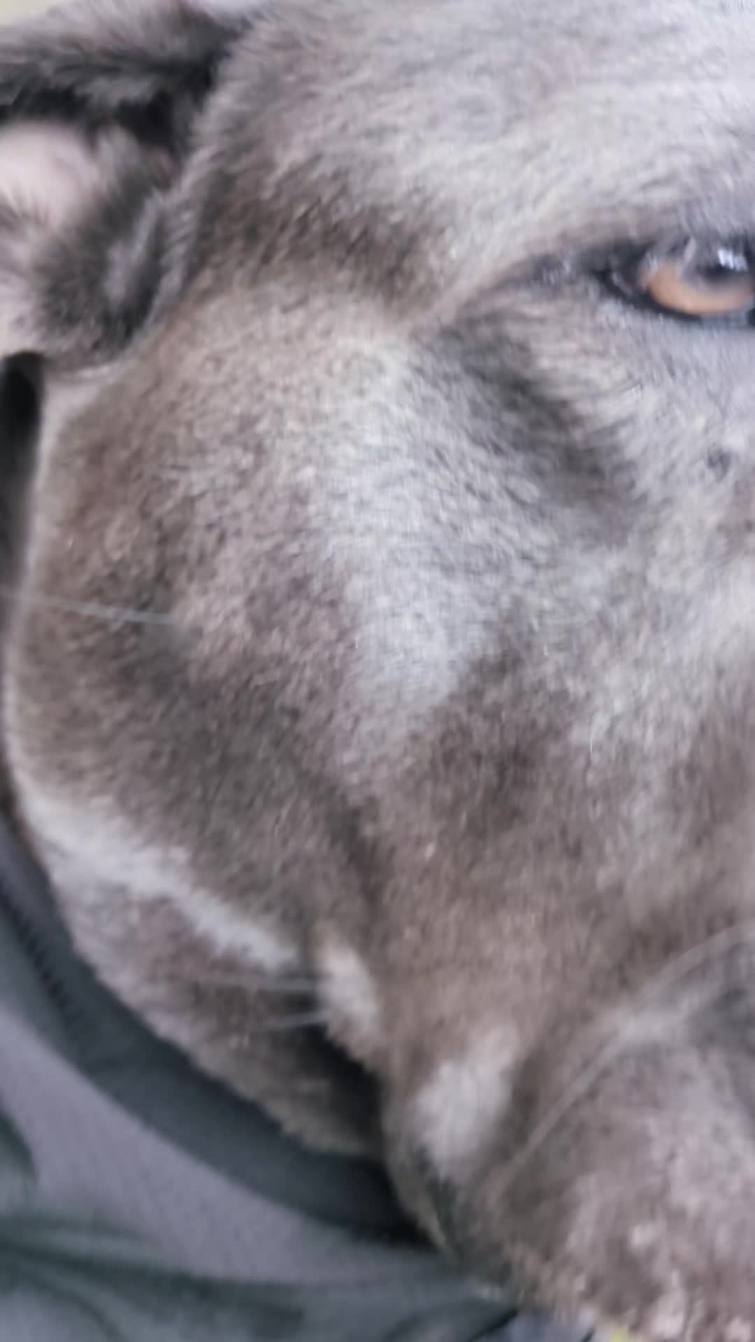 @mist_the_canecorso