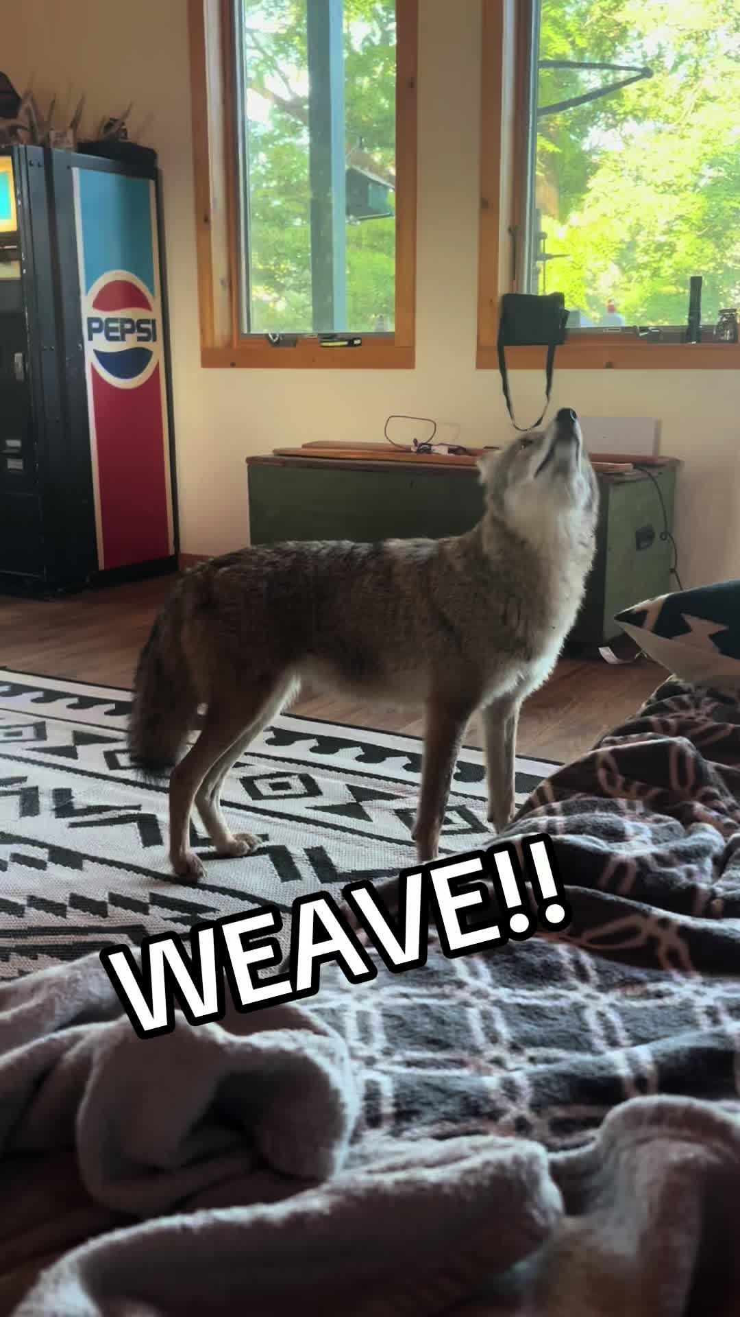 @ittybittyfarm1