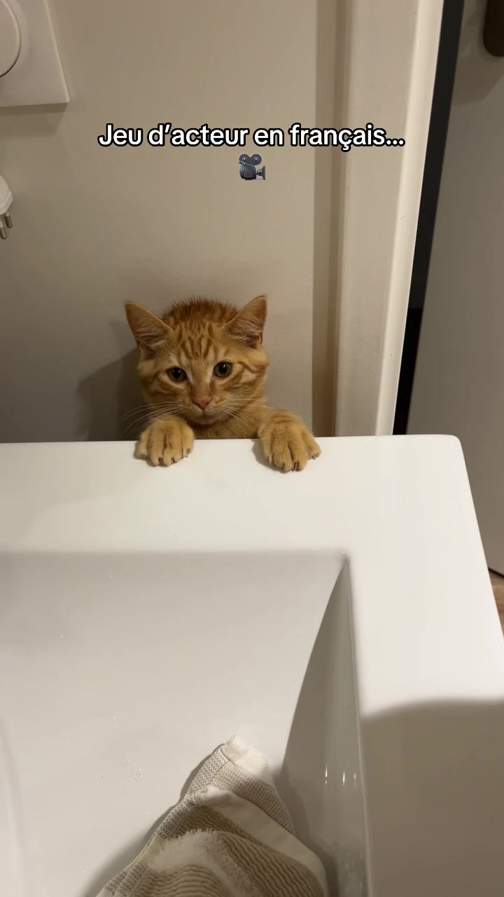 @ℂ𝕙𝕒 & 𝕄𝕚𝕝𝕠 ♈︎ 🐱