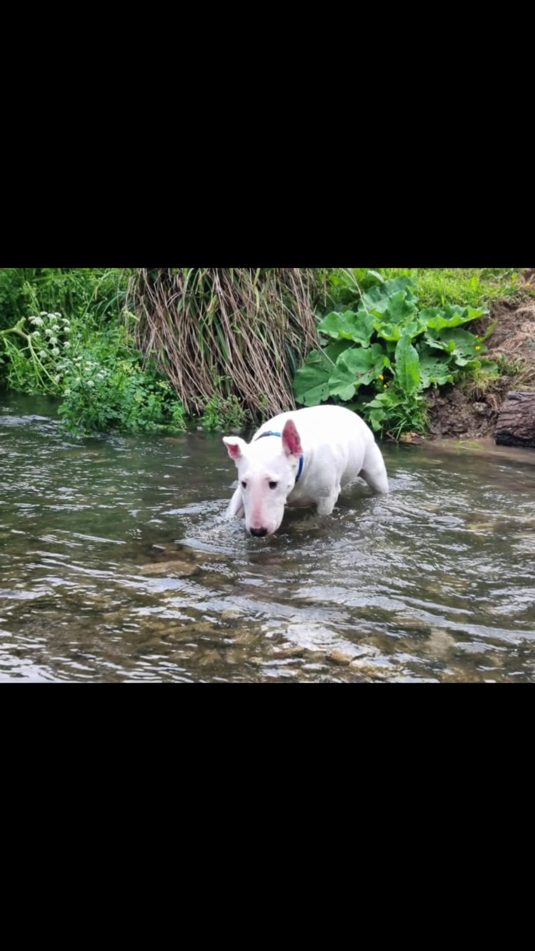 @BullTerrierlove Baby Bella
