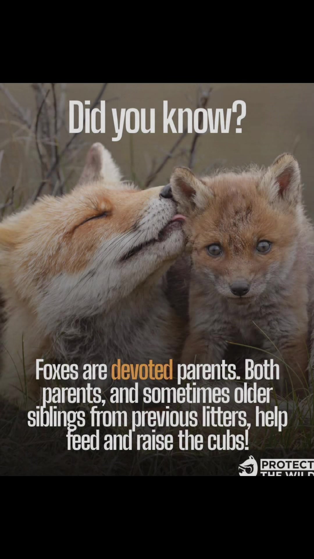 @Love foxes