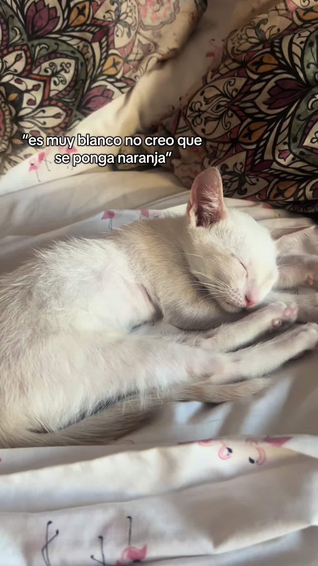 @cande