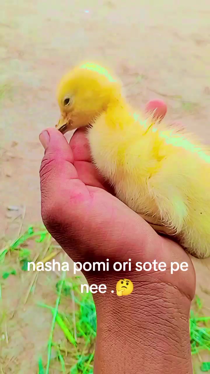 @💥شانی کسوال آ لہ.💥