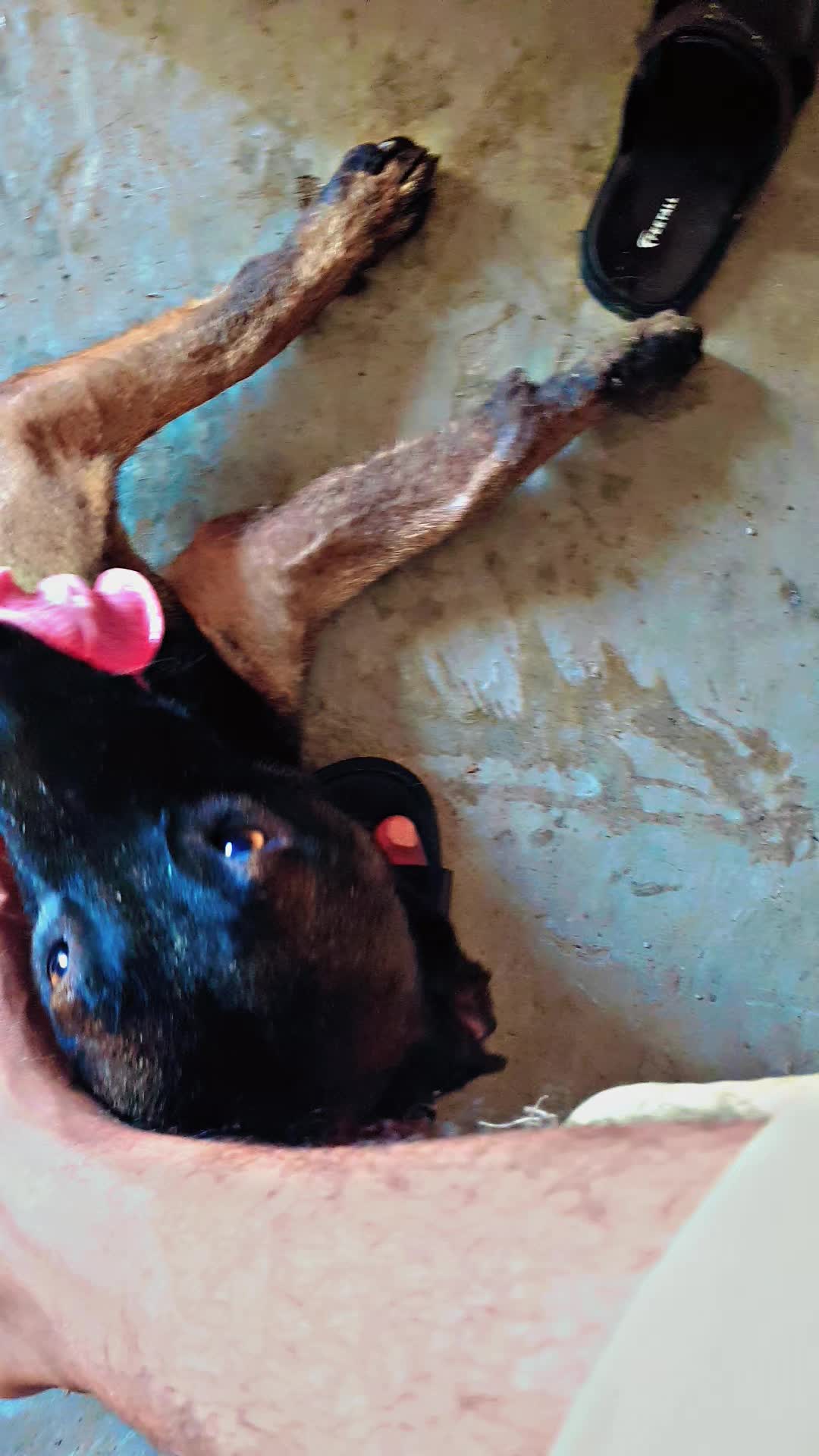 @MalinoisofPakistan