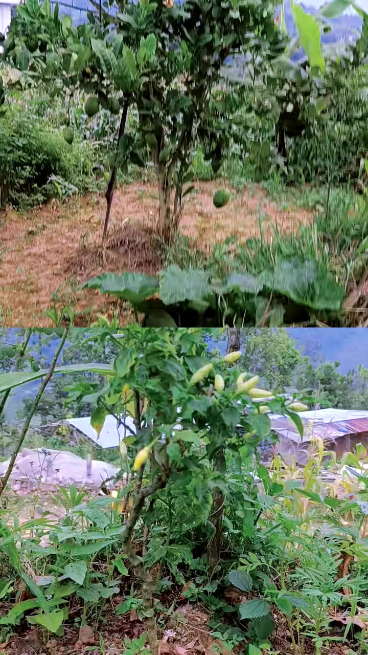 @माधव Dangol