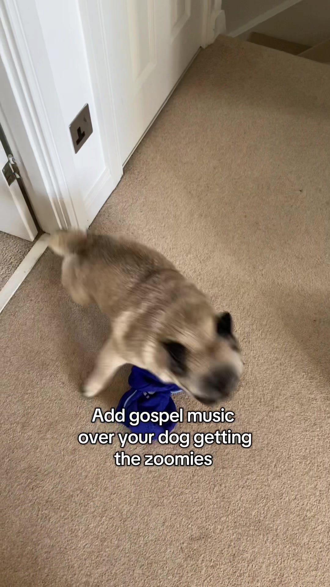 @Wee Winston The Pug