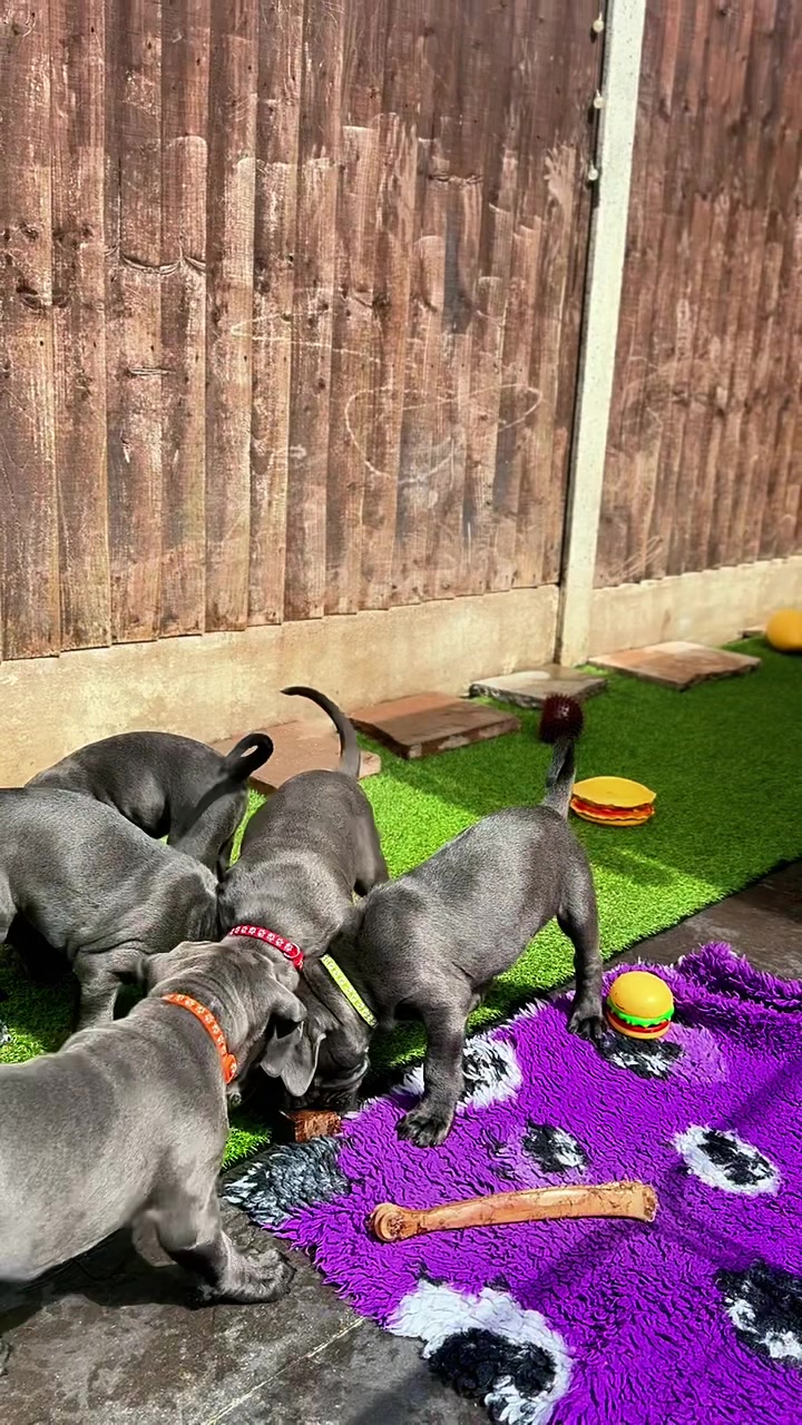 @Cane Corso PatoSquad
